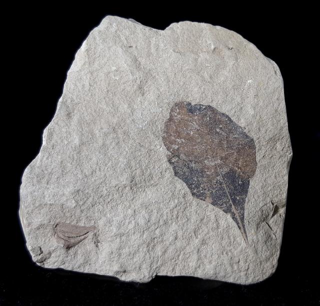 Berberis berberidifolia HSIAO & WANG 1997 - Bild © FossNet FossilienStore